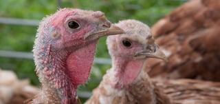 The turkey supply chain gets a boost from blockchain technology