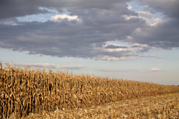 Corn production is up from earlier estimates but future prices are on the decline